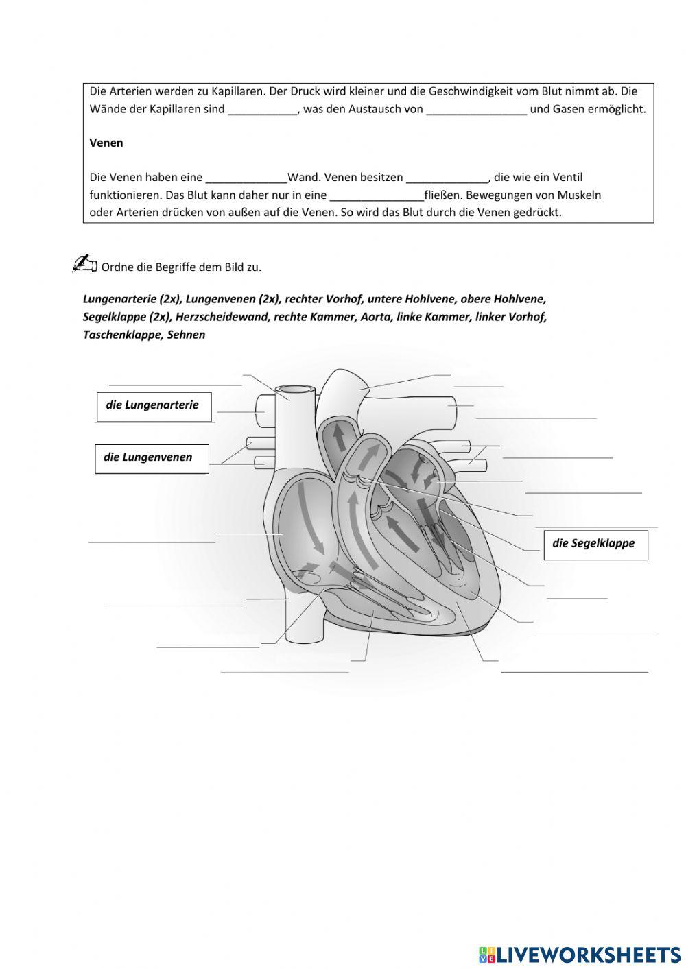 Das Herzkreislaufsystem