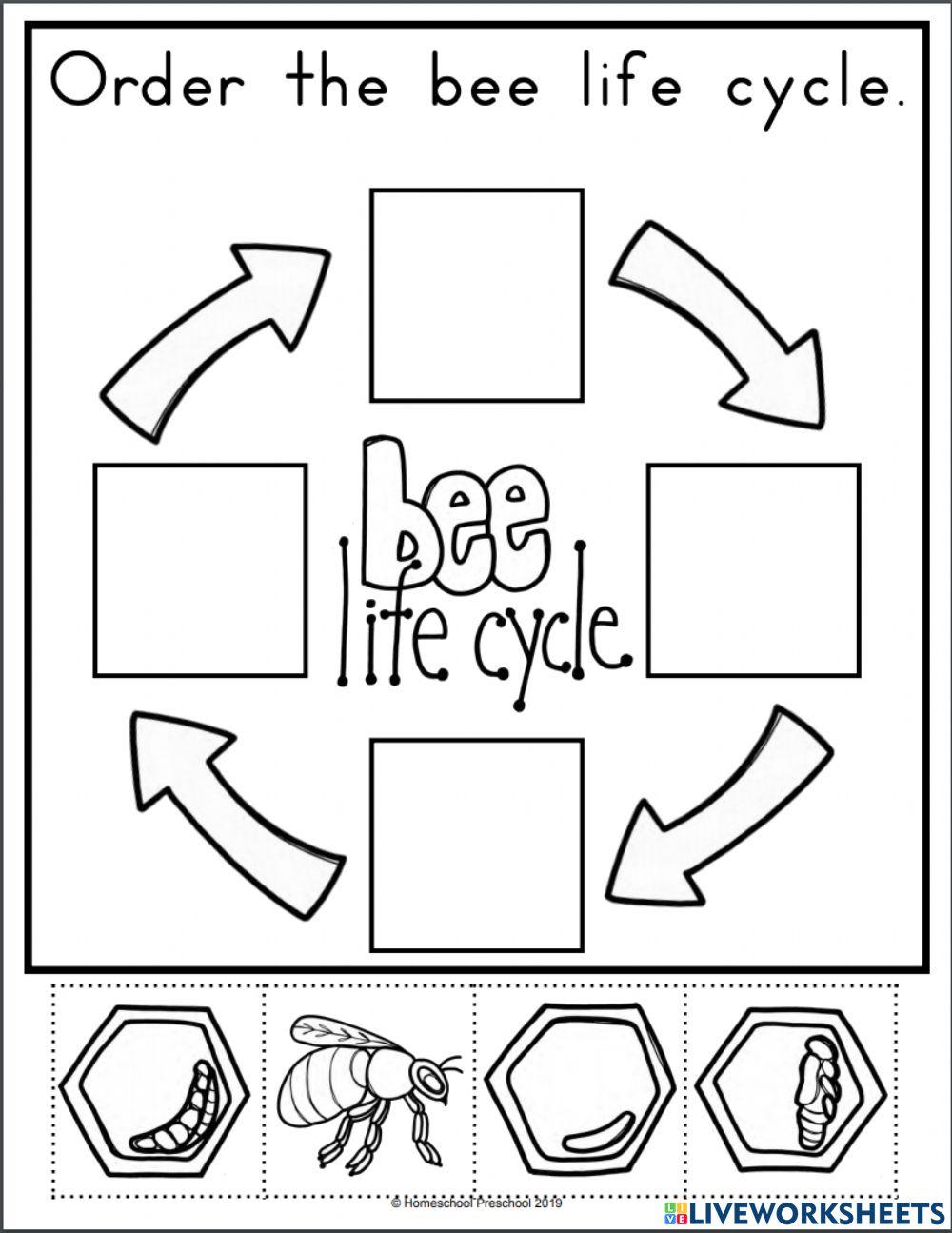 bee life cycle online exercise for Live Worksheets bee life cycle online exercise for Live Worksheets