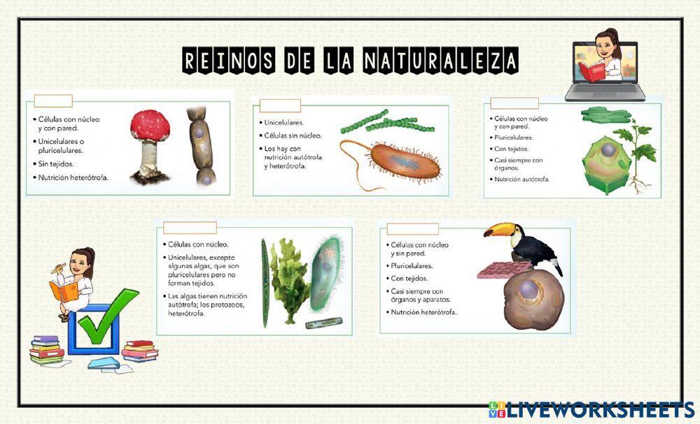 Clasificación de los reinos