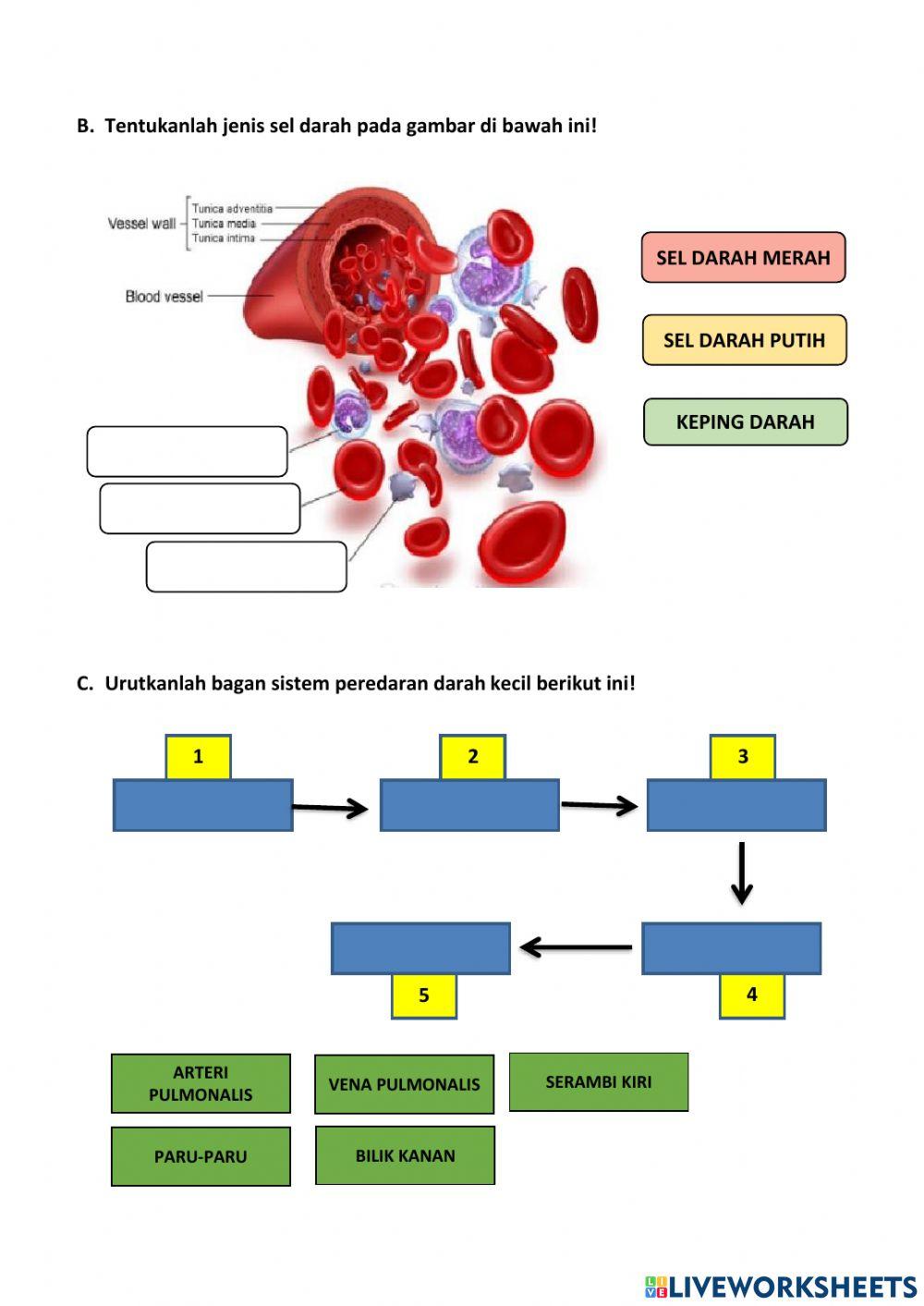Sistem Peredaran Darah
