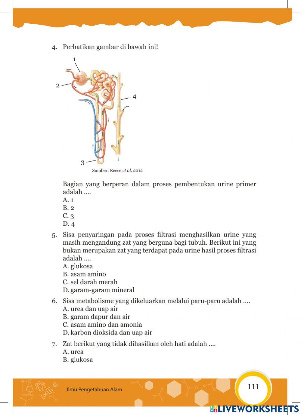 Penilaian Harian 3-Sistem Eksresi Manusia