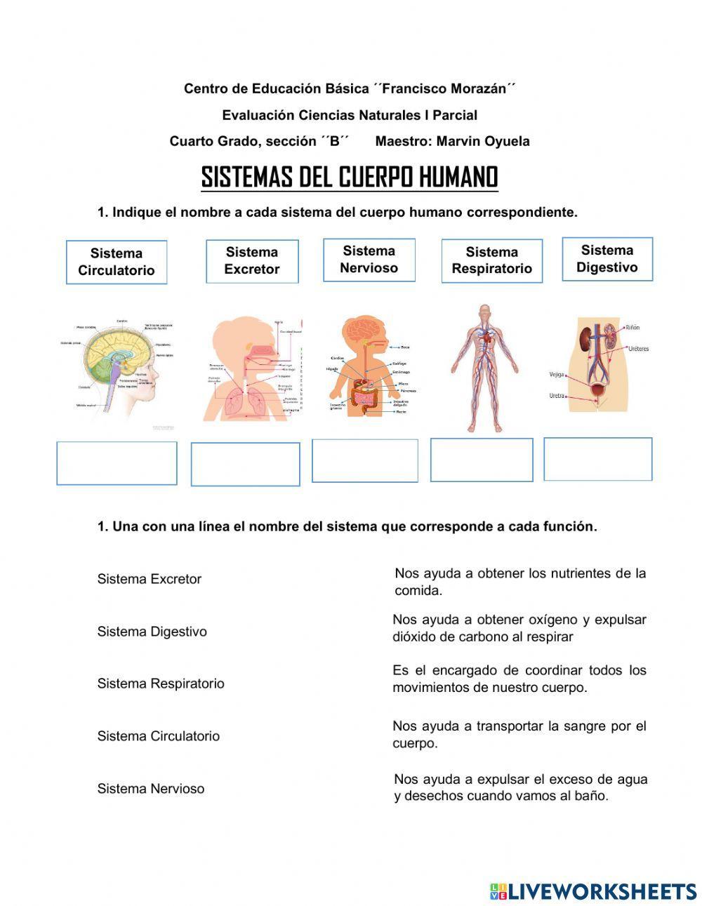 Sistemas del cuerpo humano