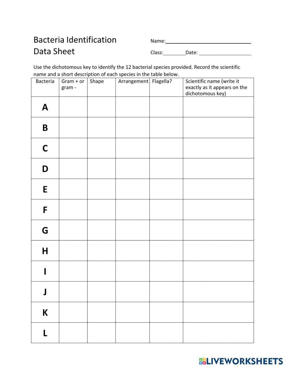 Identifying Bacteria and Dichotomous Key