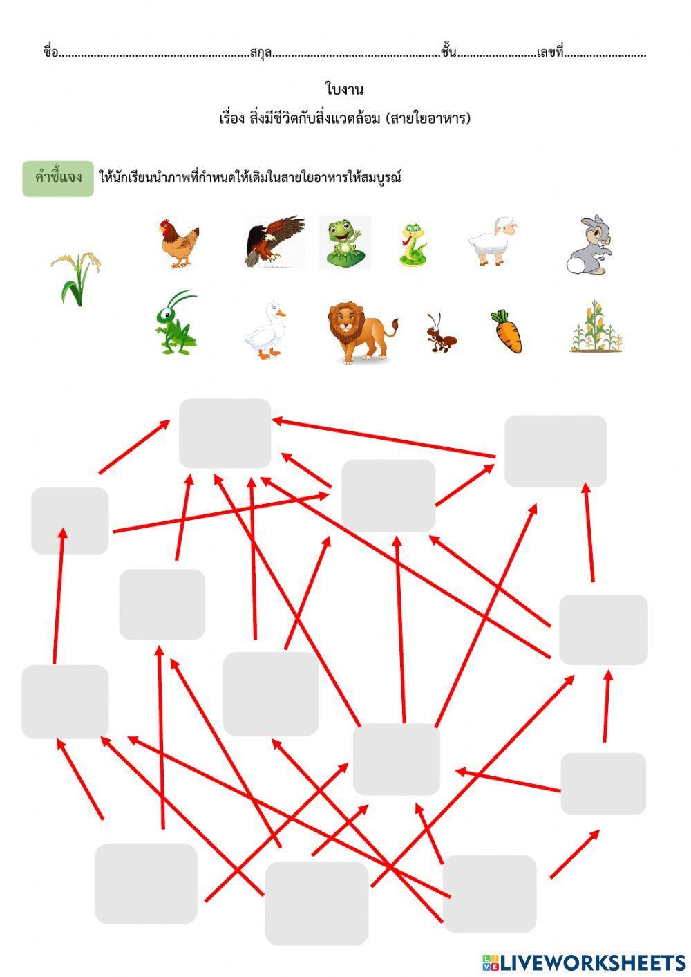 แบบฝึกหัดเรื่อง สายใยอาหาร