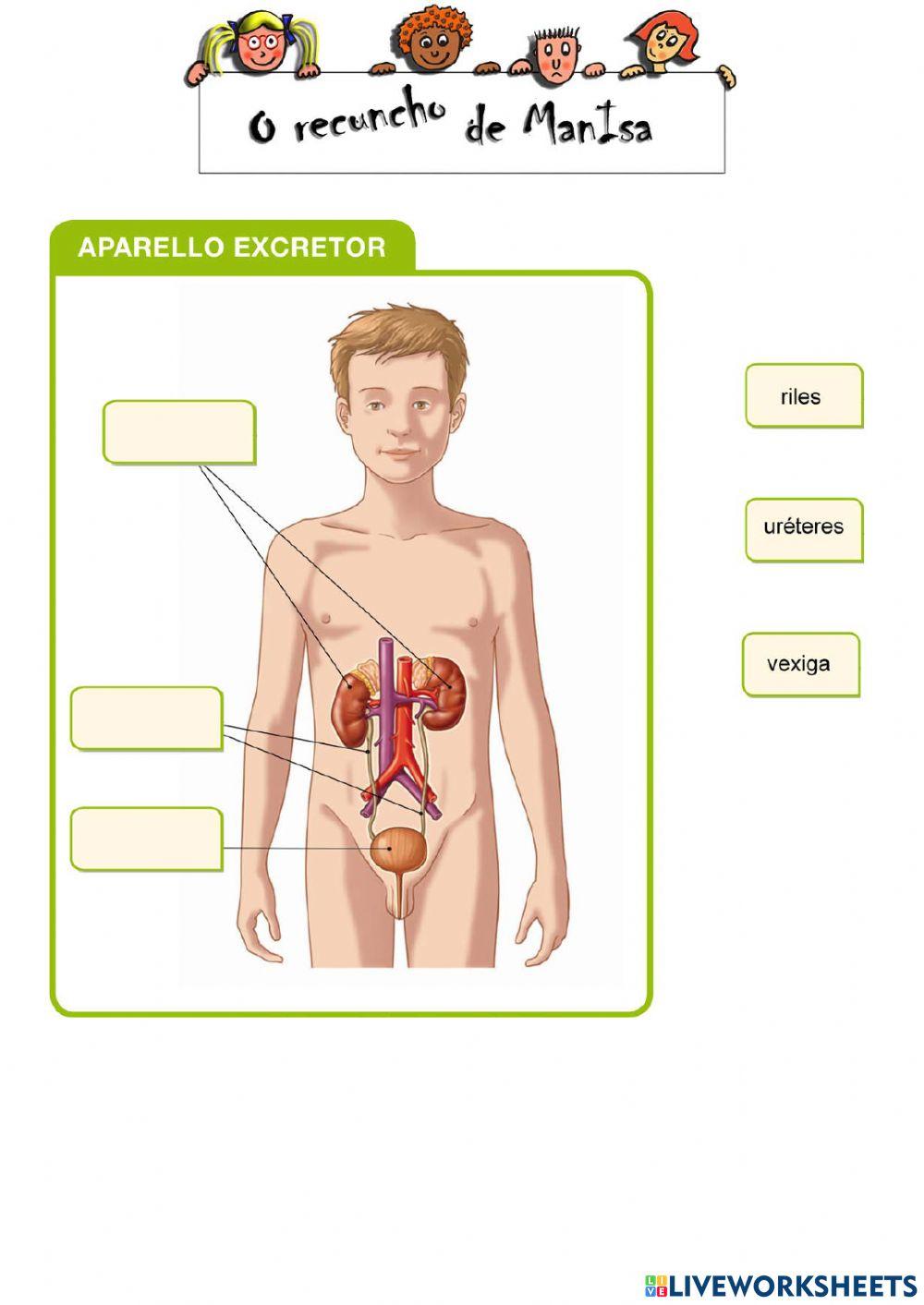Aparello excretor 1