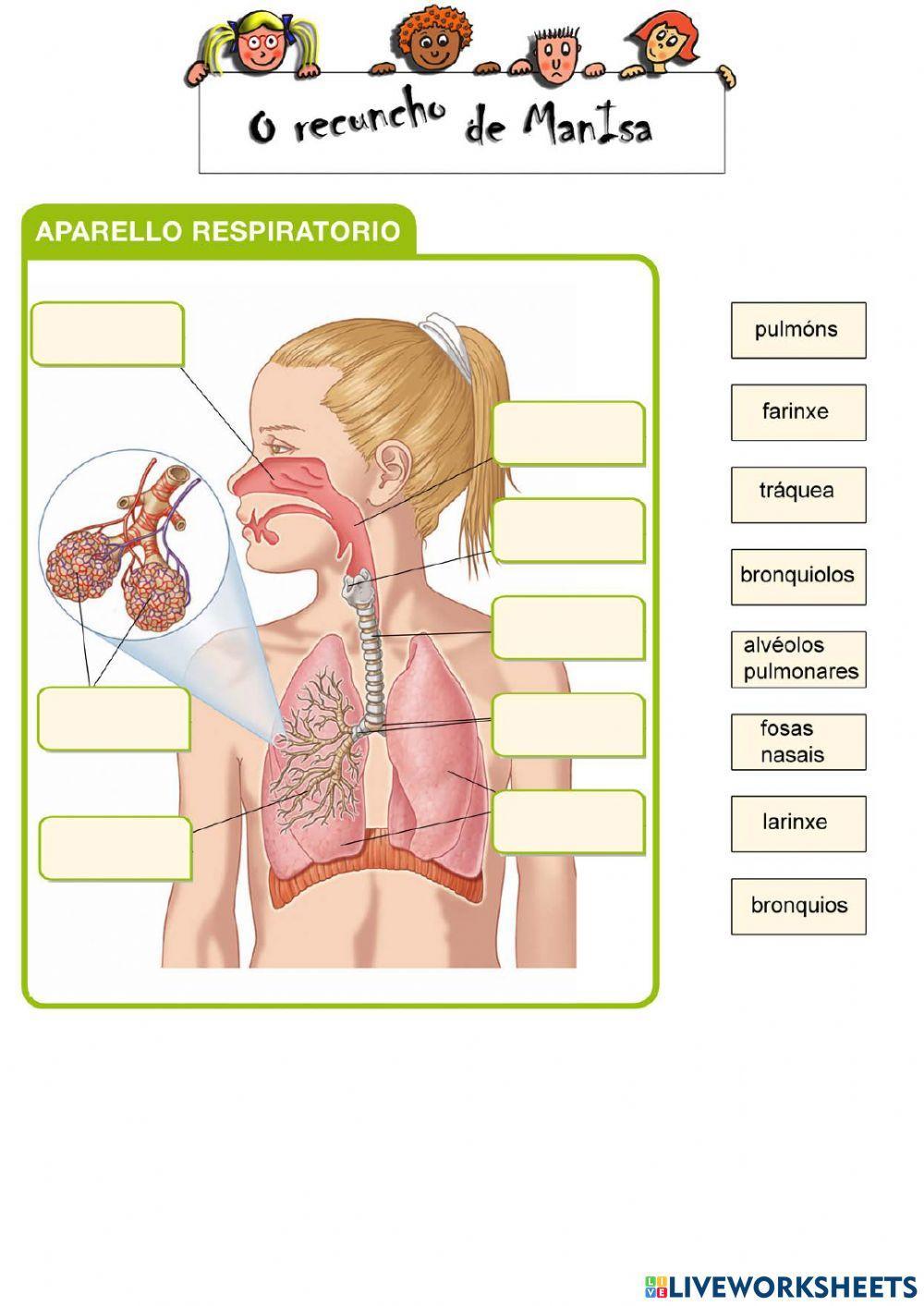 Aparello respiratorio 1