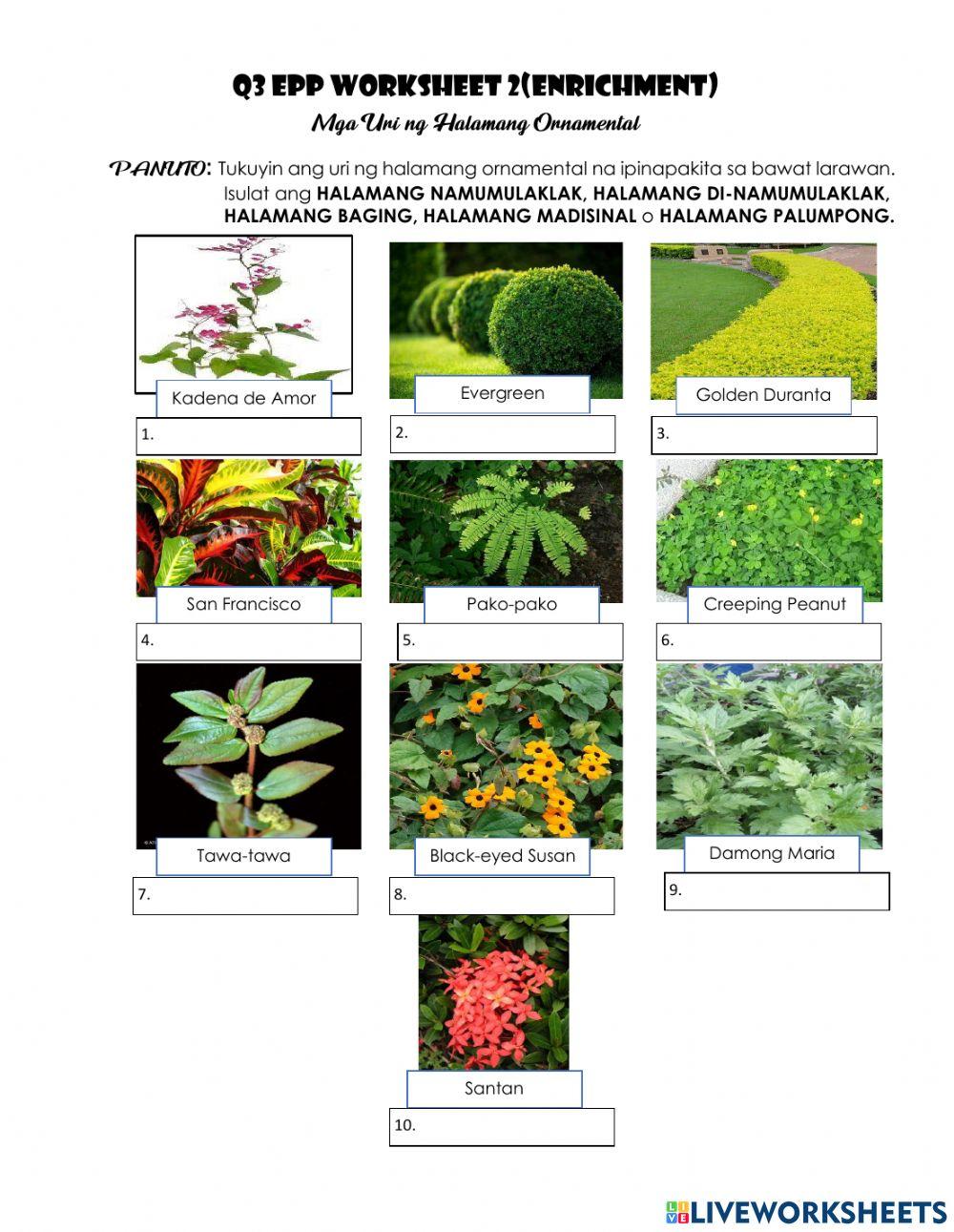 EPP 4 Uri ng Halamang Ornamental