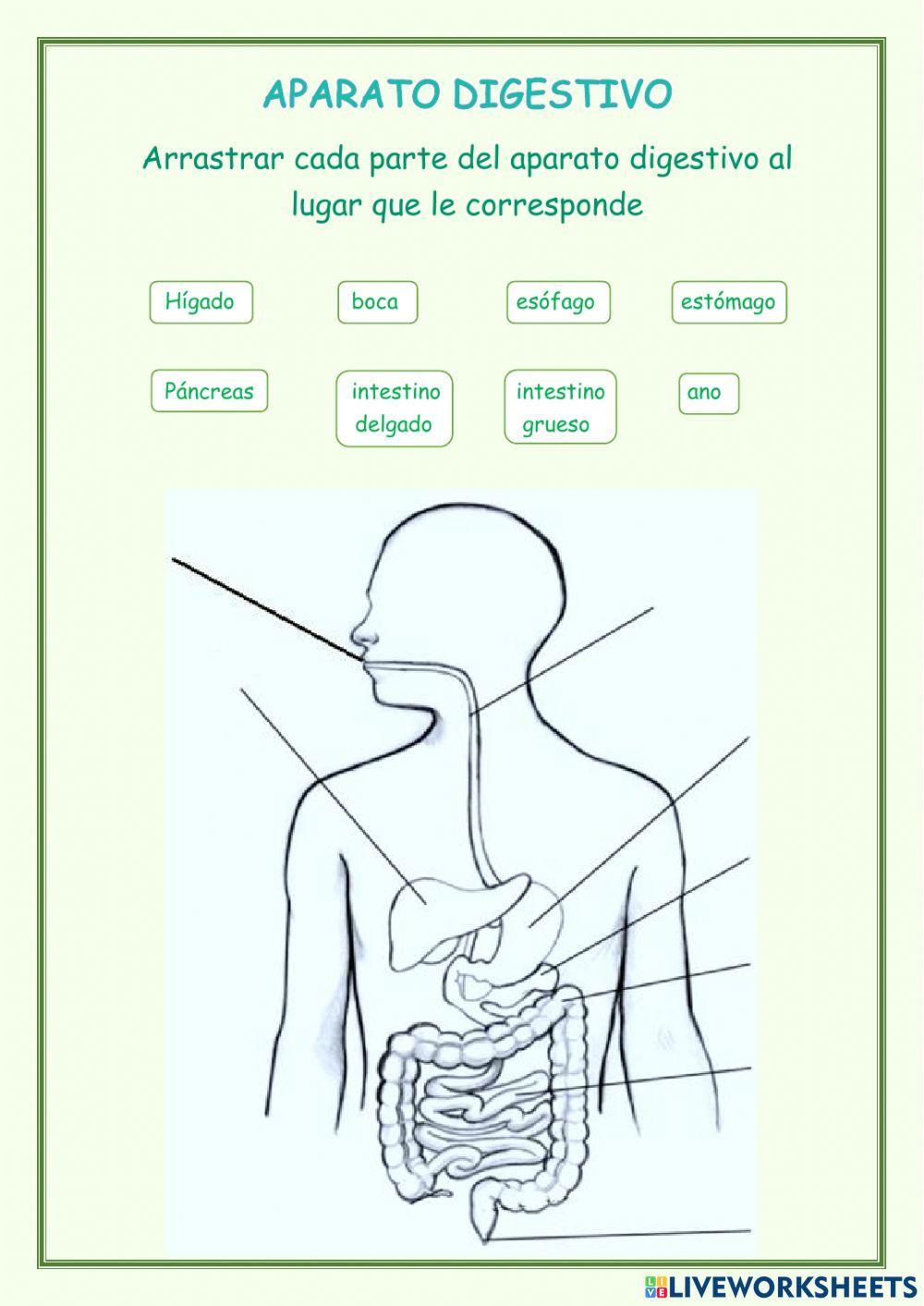 Los aparatos de la nutrición