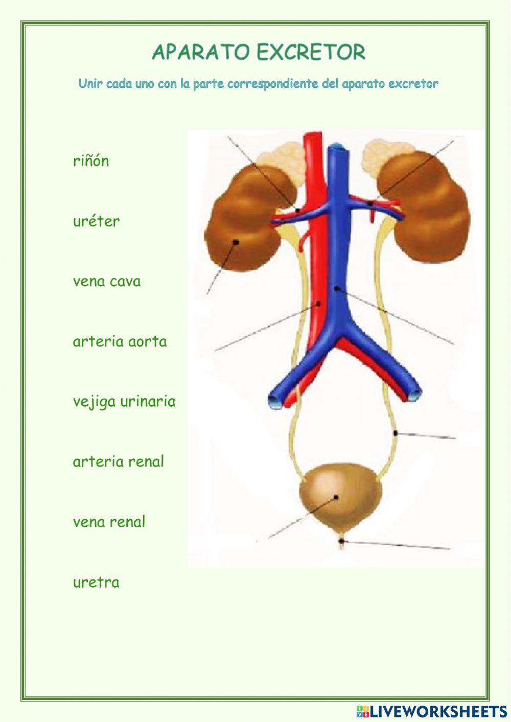 Los aparatos de la nutrición
