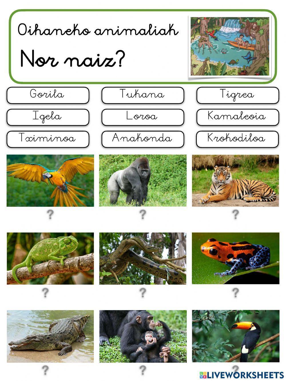 5 urte. Animaliak. Oihaneko animaliak 5 urte. Animaliak. Oihaneko animaliak