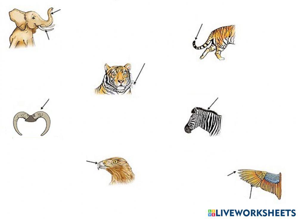 Animal body parts dictation