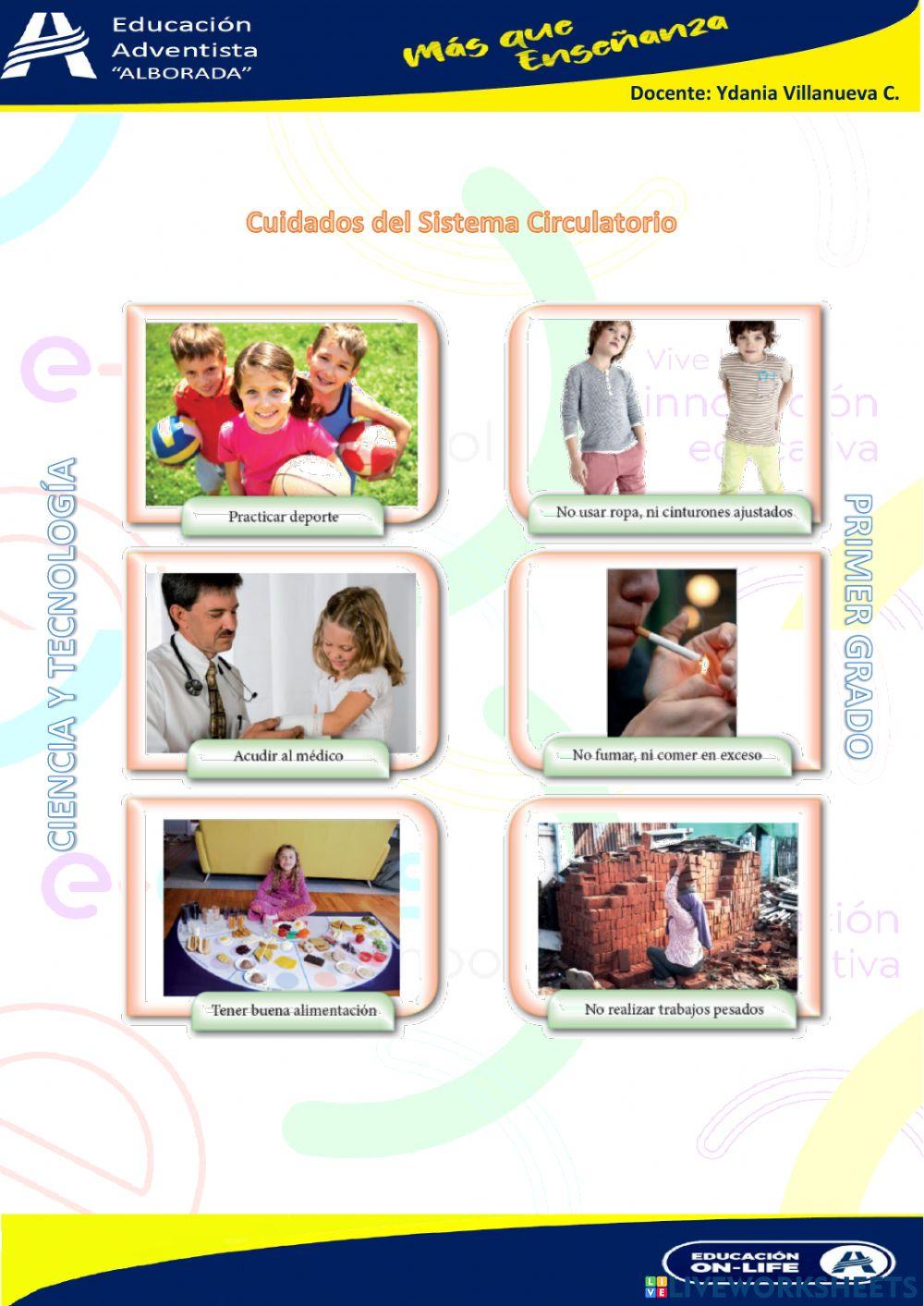 Sistema circulatorio