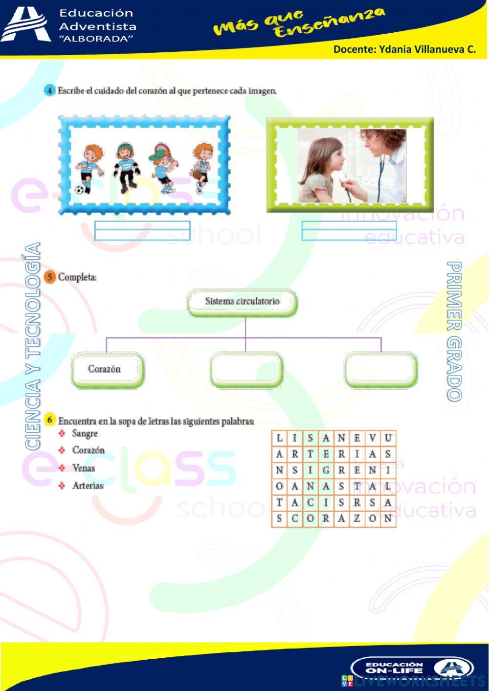 Sistema circulatorio