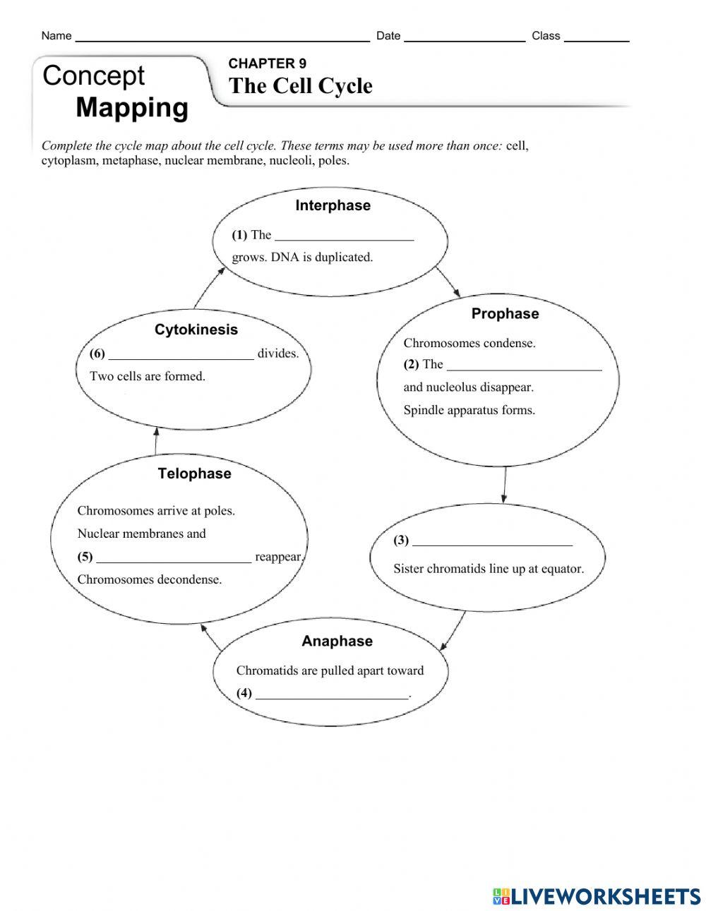 Cell Reproduction online exercise for Live Worksheets