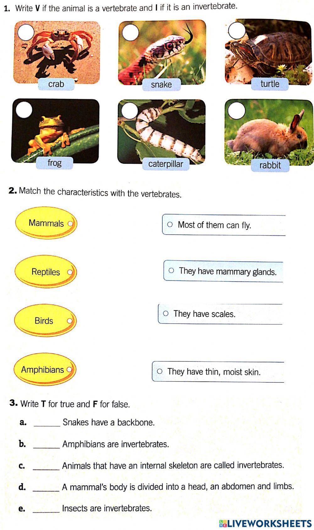 Vertebrates and Invertebrates