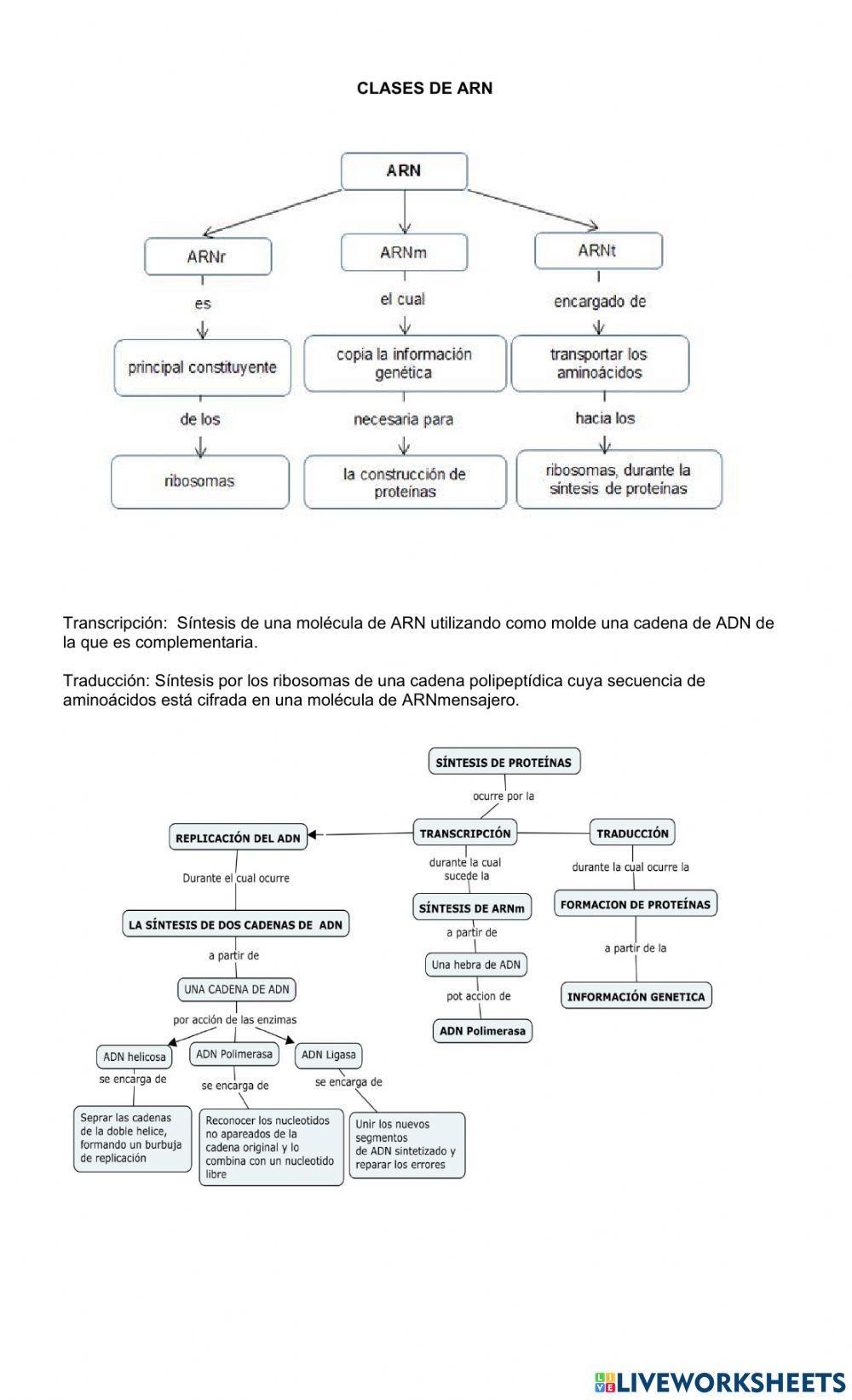 GUIA TRANSCRIPCION- TRADUCCION