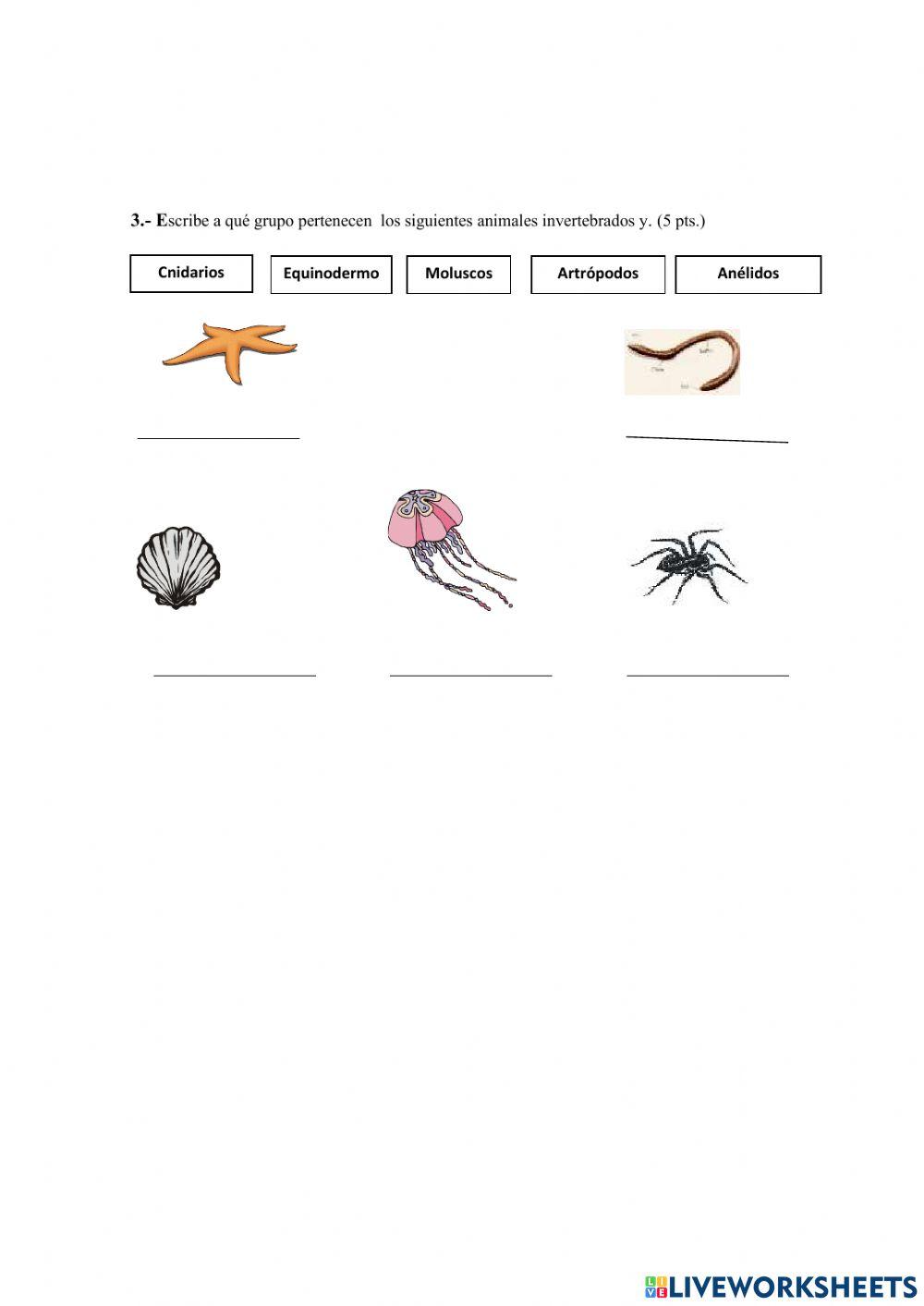 Animales invertebrados