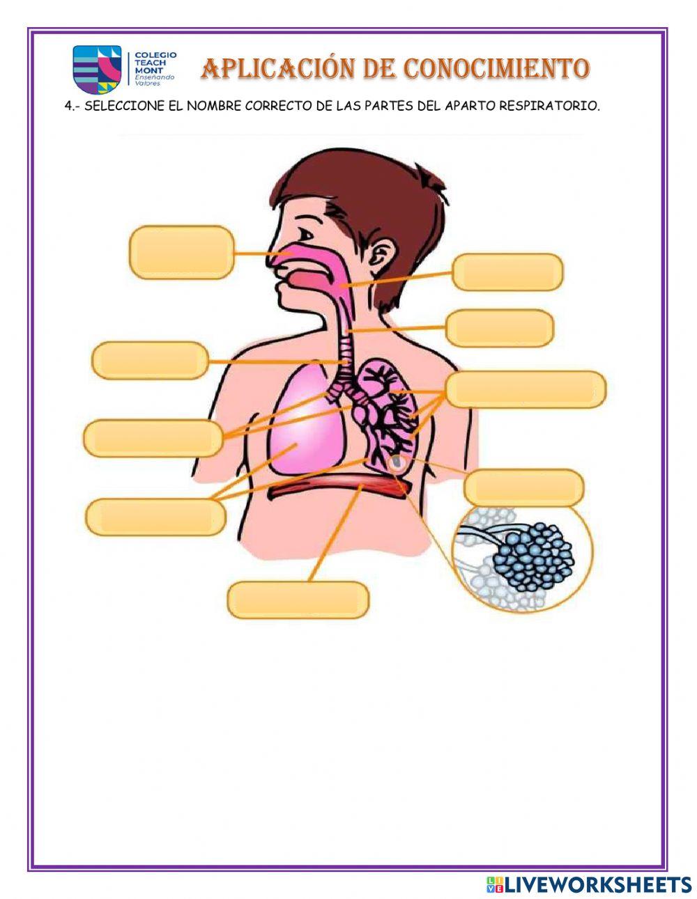 Aplicación de conocimientos