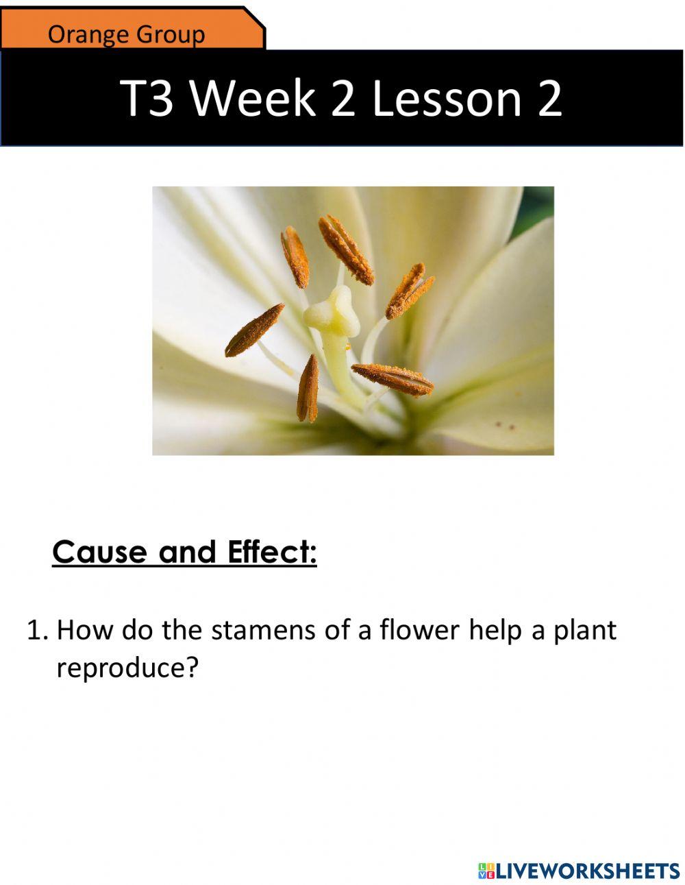 Cause and Effect:  Internal Structures of a Wild Rose