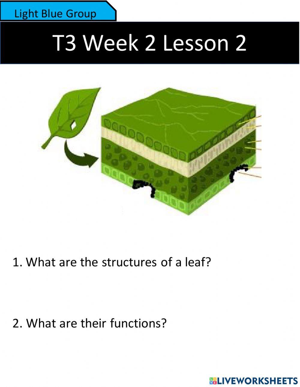 Identify: Internal Structures of a Wild Rose