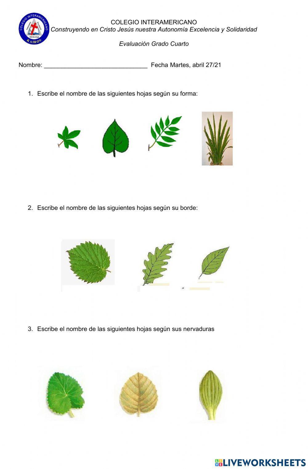 Evaluacion clases de hojas