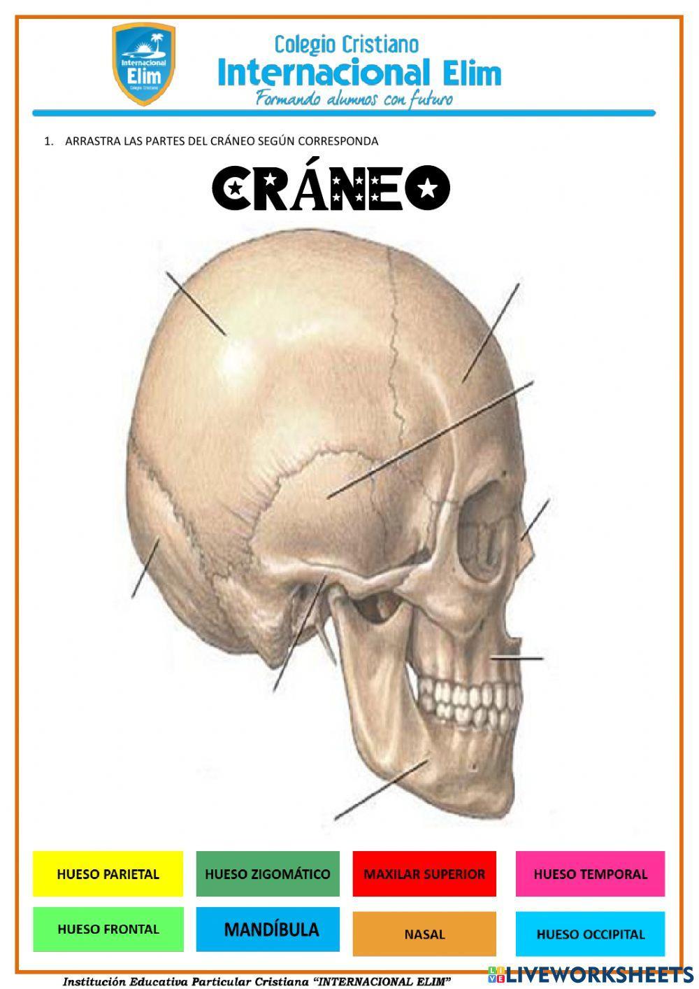 El cráneo