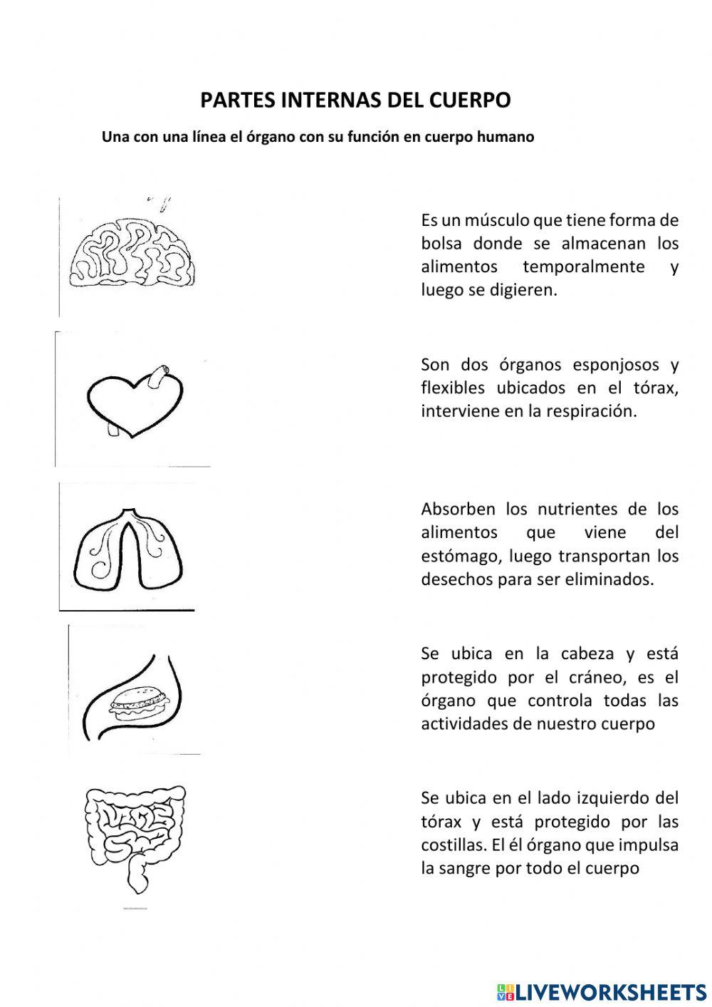 Partes internas del cuerpo