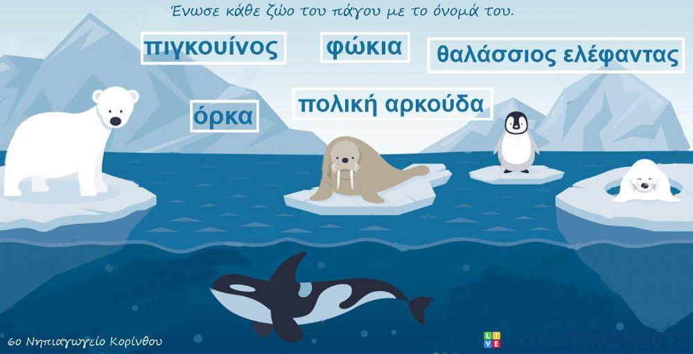 Τα ζώα του πάγου και τα ονόματά τους Τα ζώα του πάγου και τα ονόματά τους