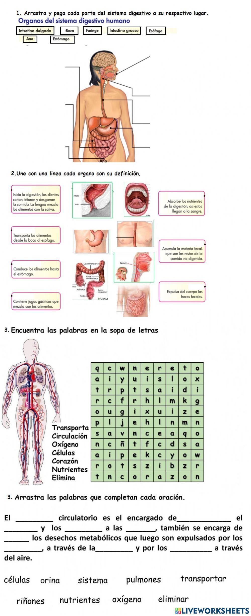 Sistema digestivo y circulatorio