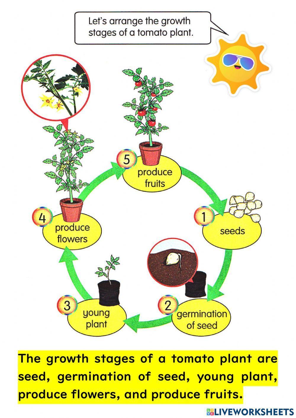 SCIENCE YEAR 2 PdPRW14 28.04.2021