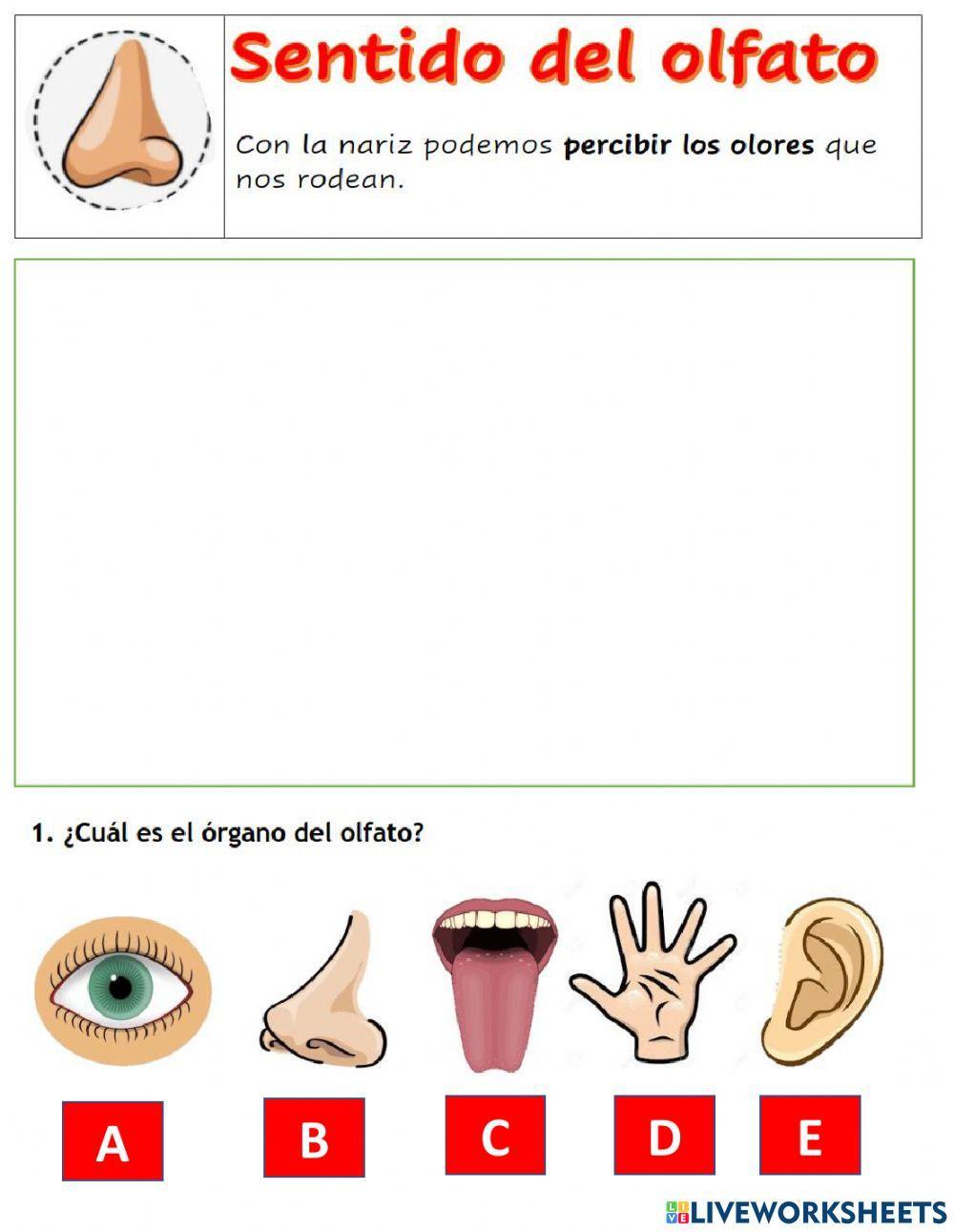 El olfato y el  gusto