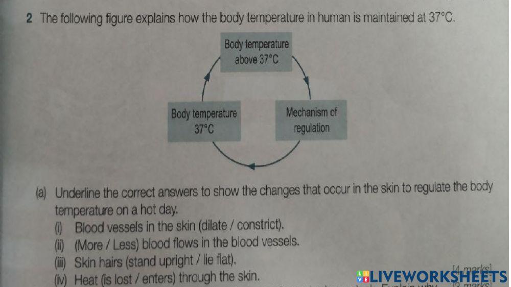 Regulation Of Oxygen and Carbon Dioxide content in the body during vigorous exercise