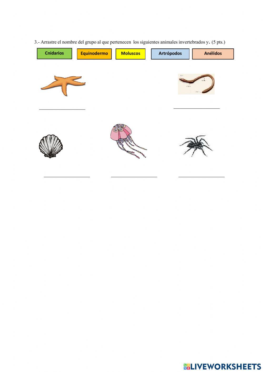 Animales invertebrados