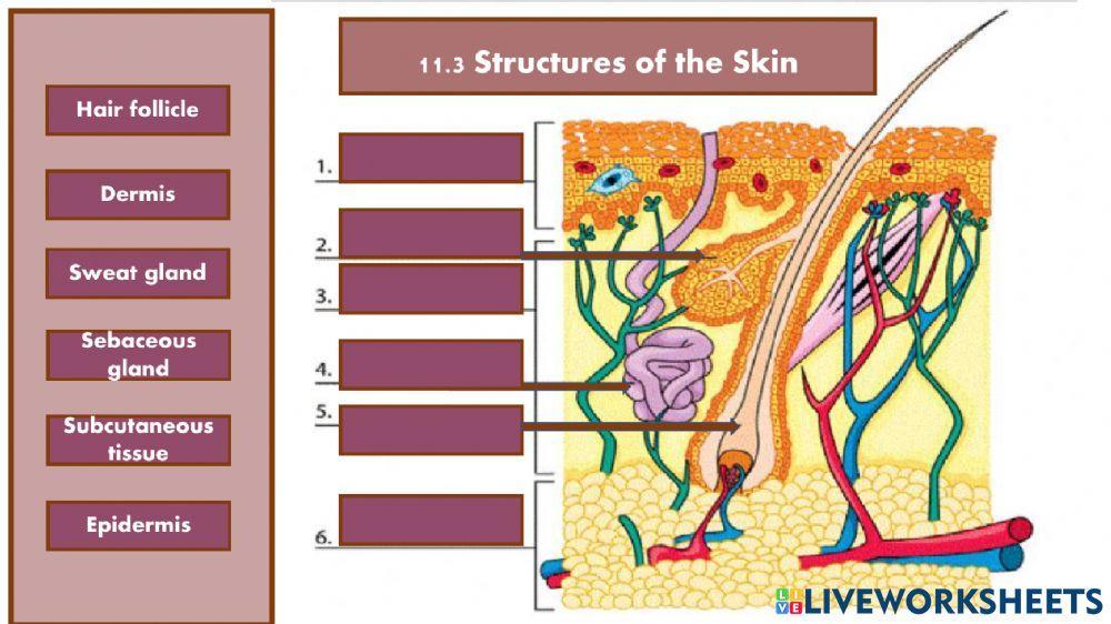 Structure of Skin (drag and drop)