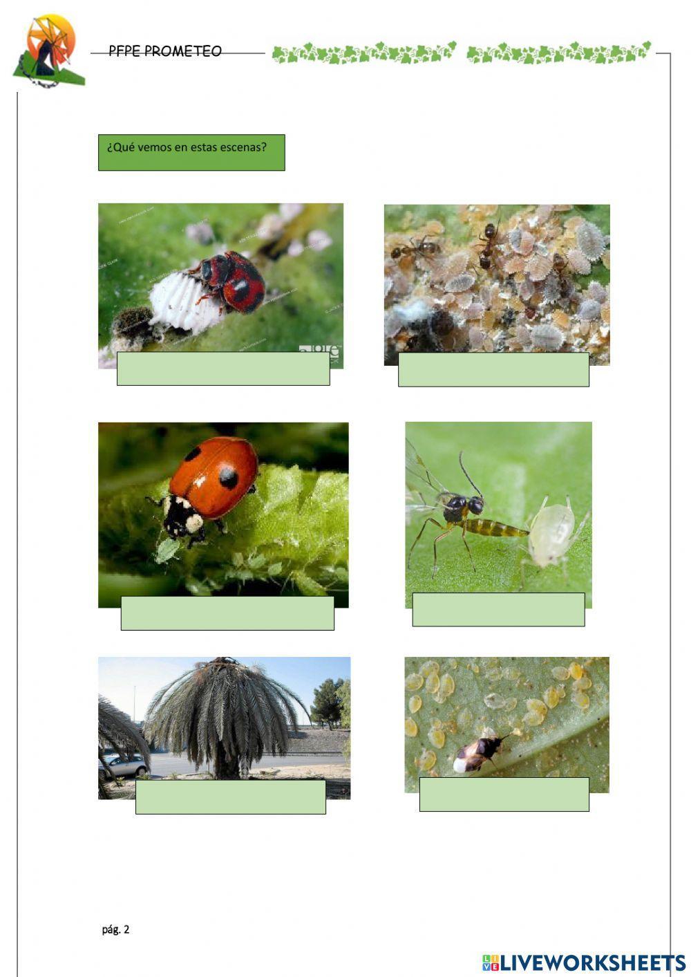 Daños climáticos y plagas