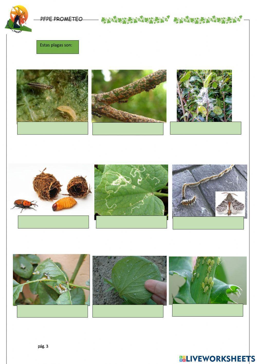 Daños climáticos y plagas