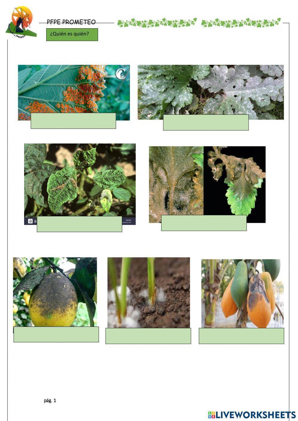 Hongos y plagas-aliados del jardín