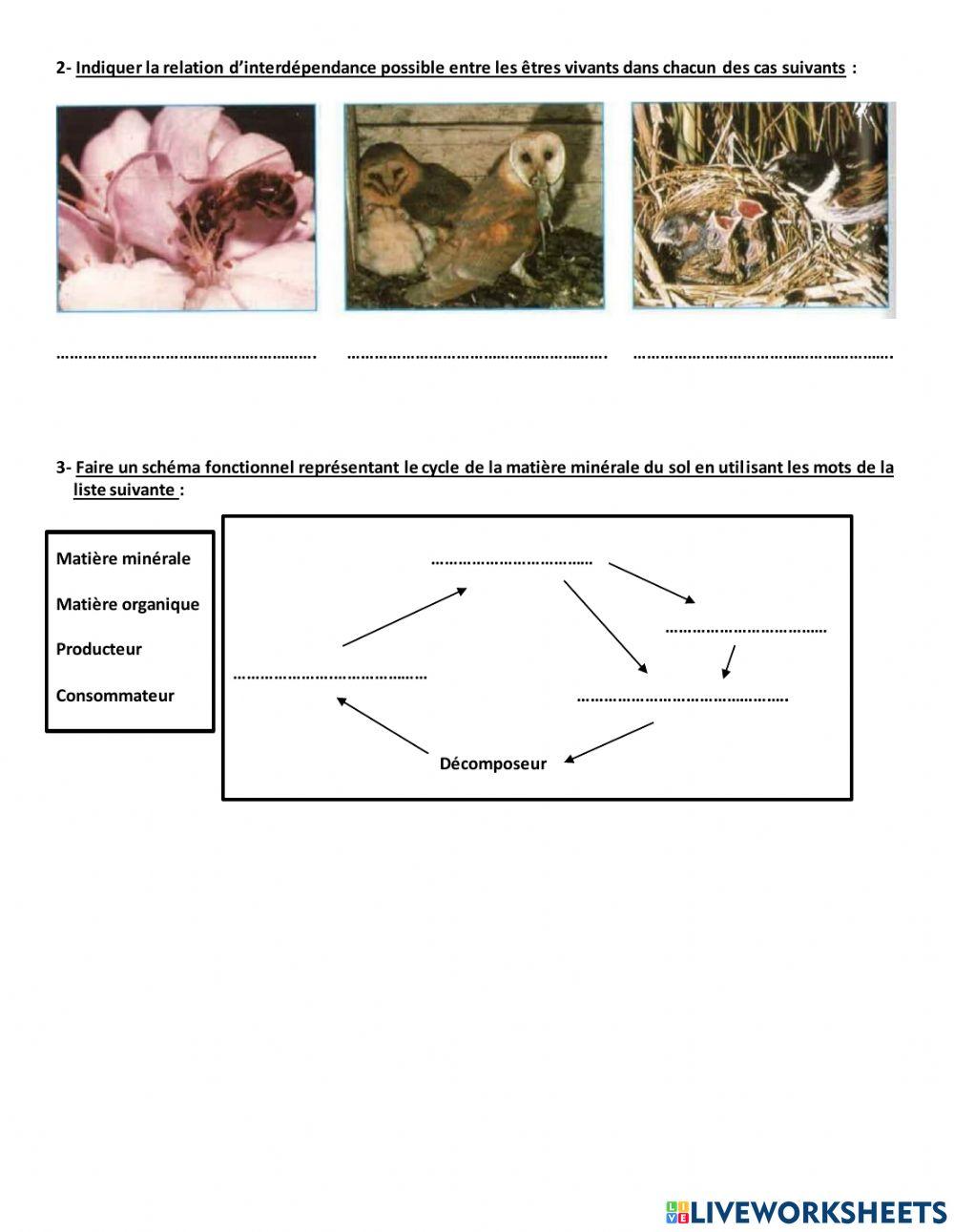 Exercices (Ecosystème)