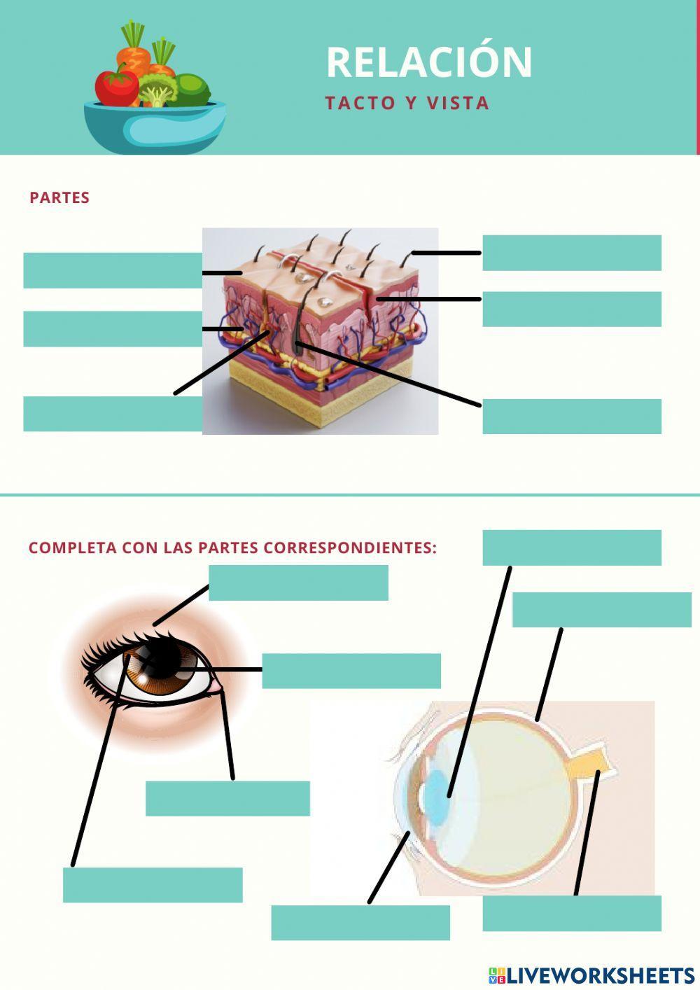 Sistemas del cuerpo humano