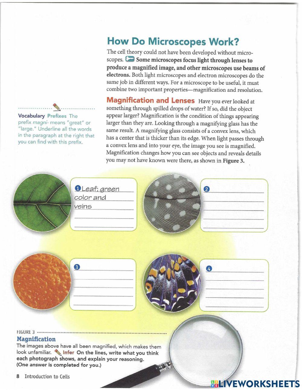 microscope info | Free Interactive Worksheets | 4986512