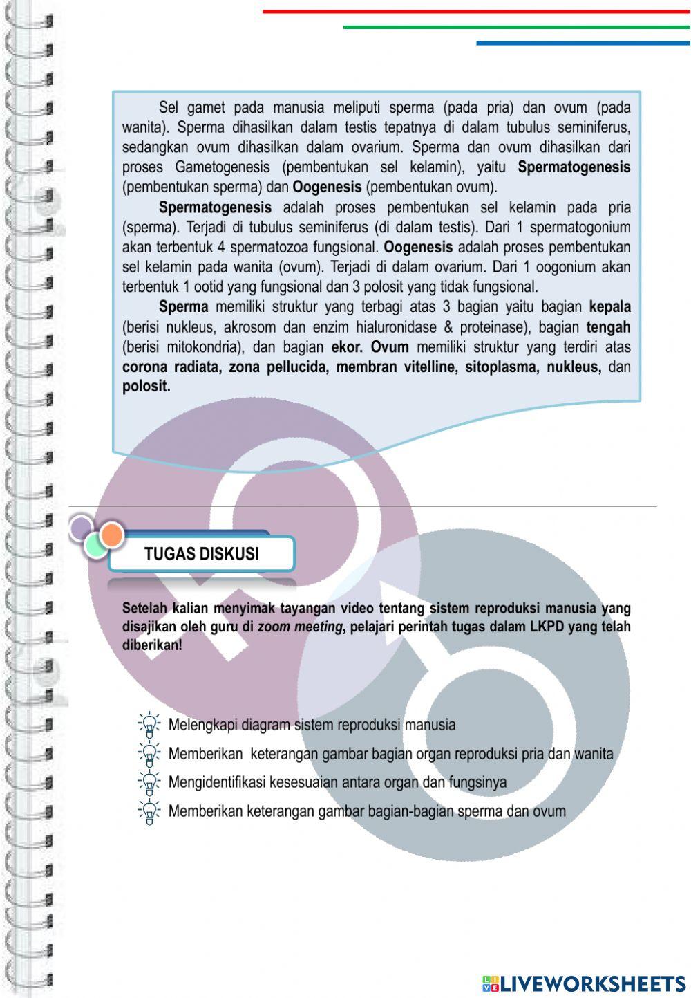 Lkpd sistem reproduksi