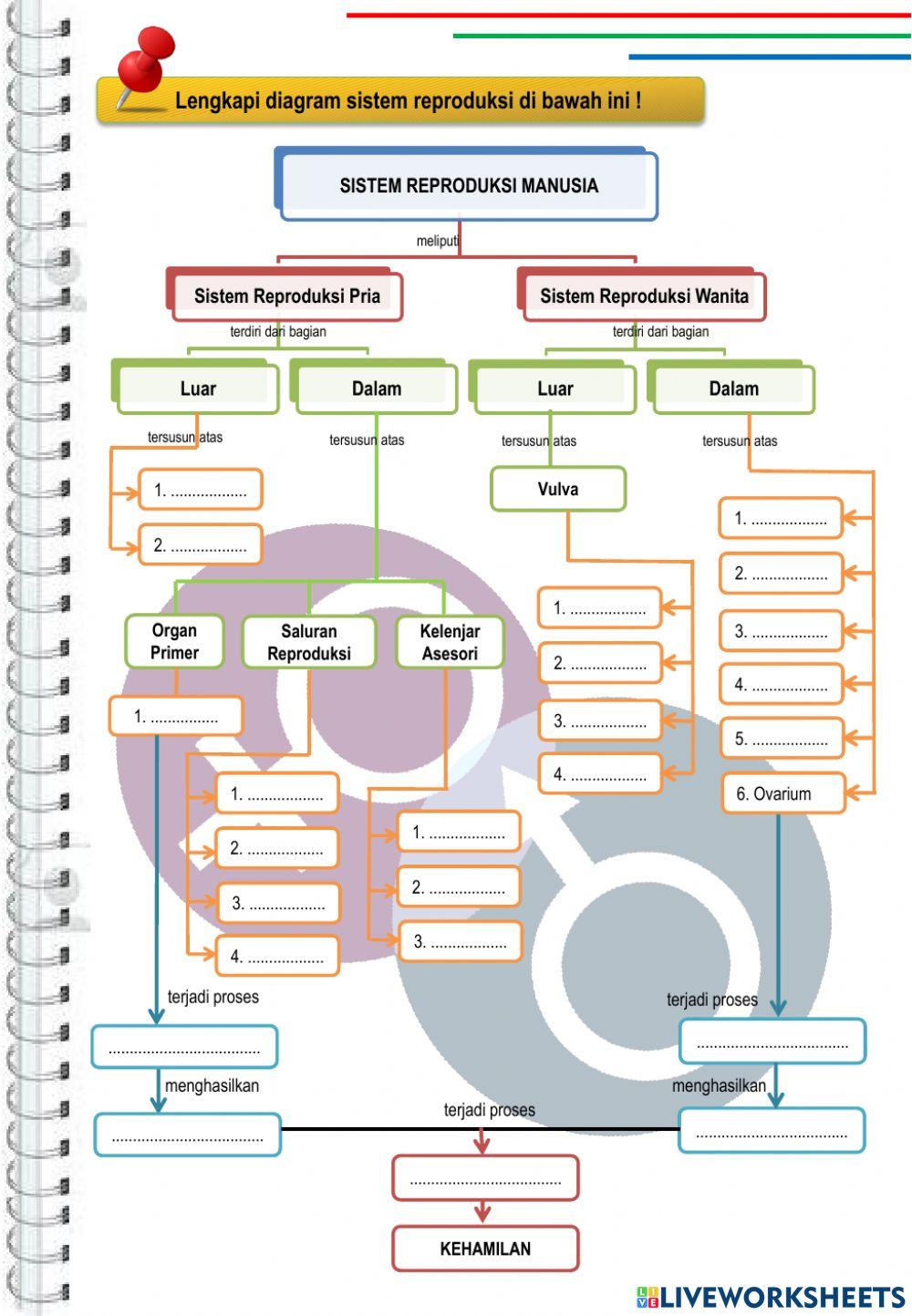 Lkpd sistem reproduksi
