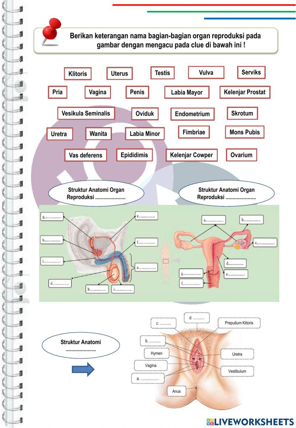 Lkpd sistem reproduksi
