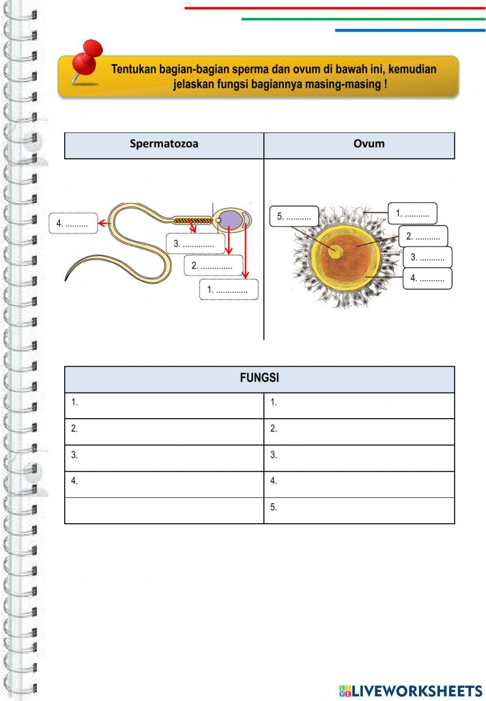 Lkpd sistem reproduksi