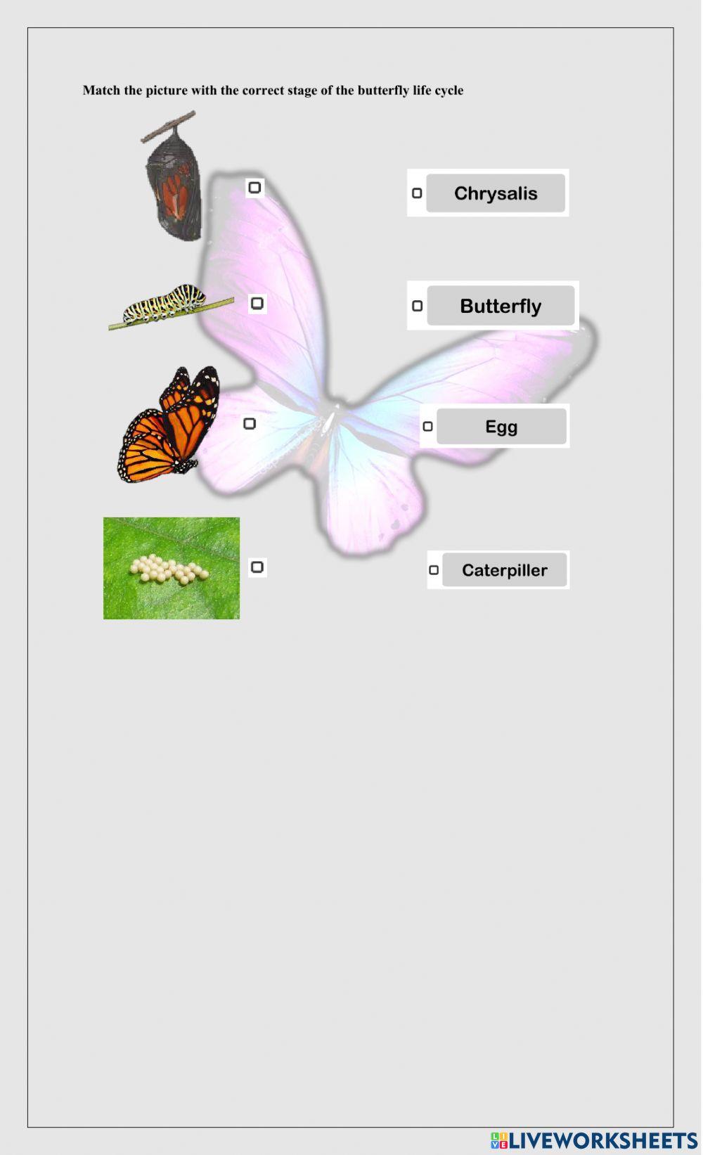 G2 Science Daily test 3 Butterfly