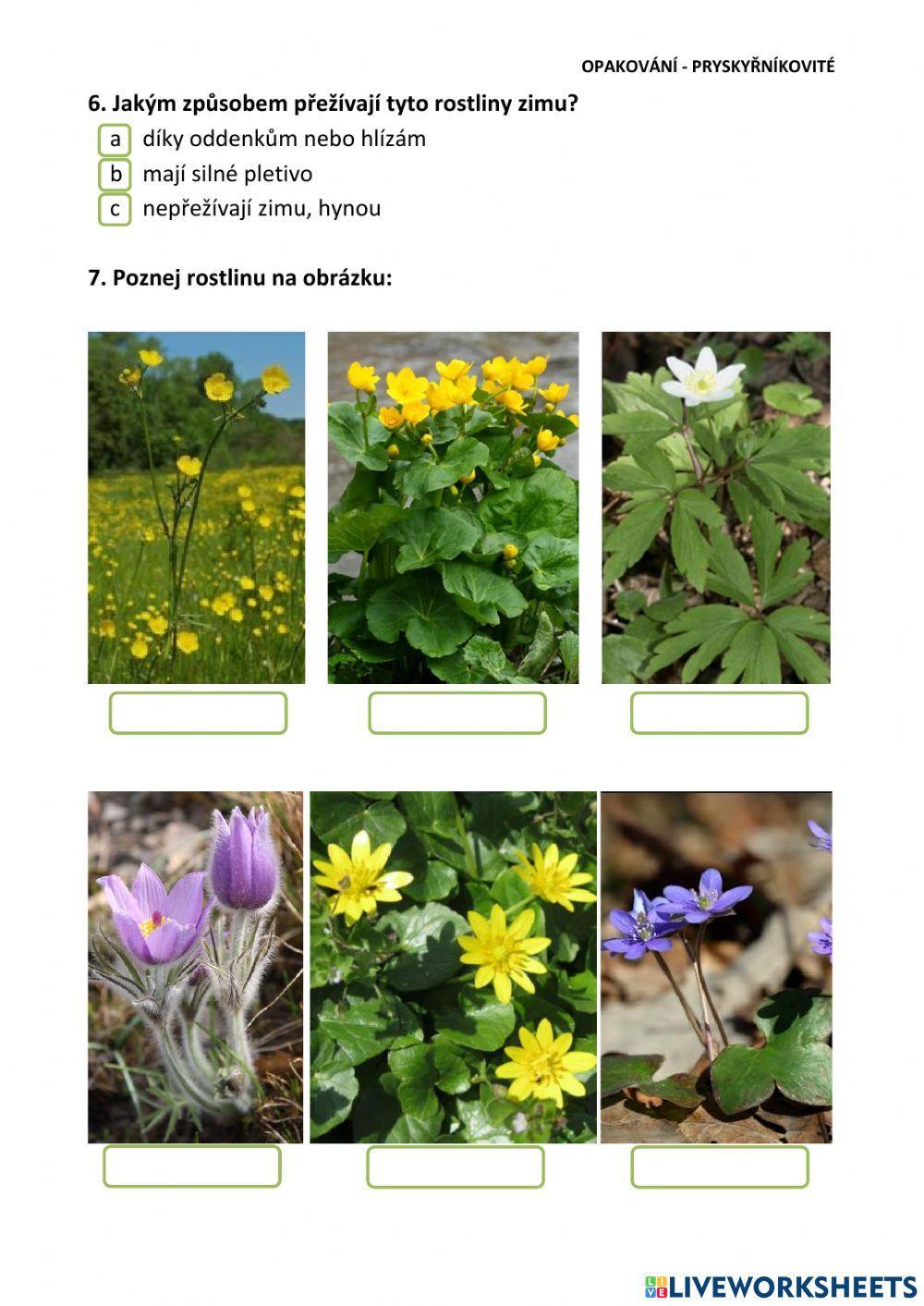 Opakování - pryskyřníkovité