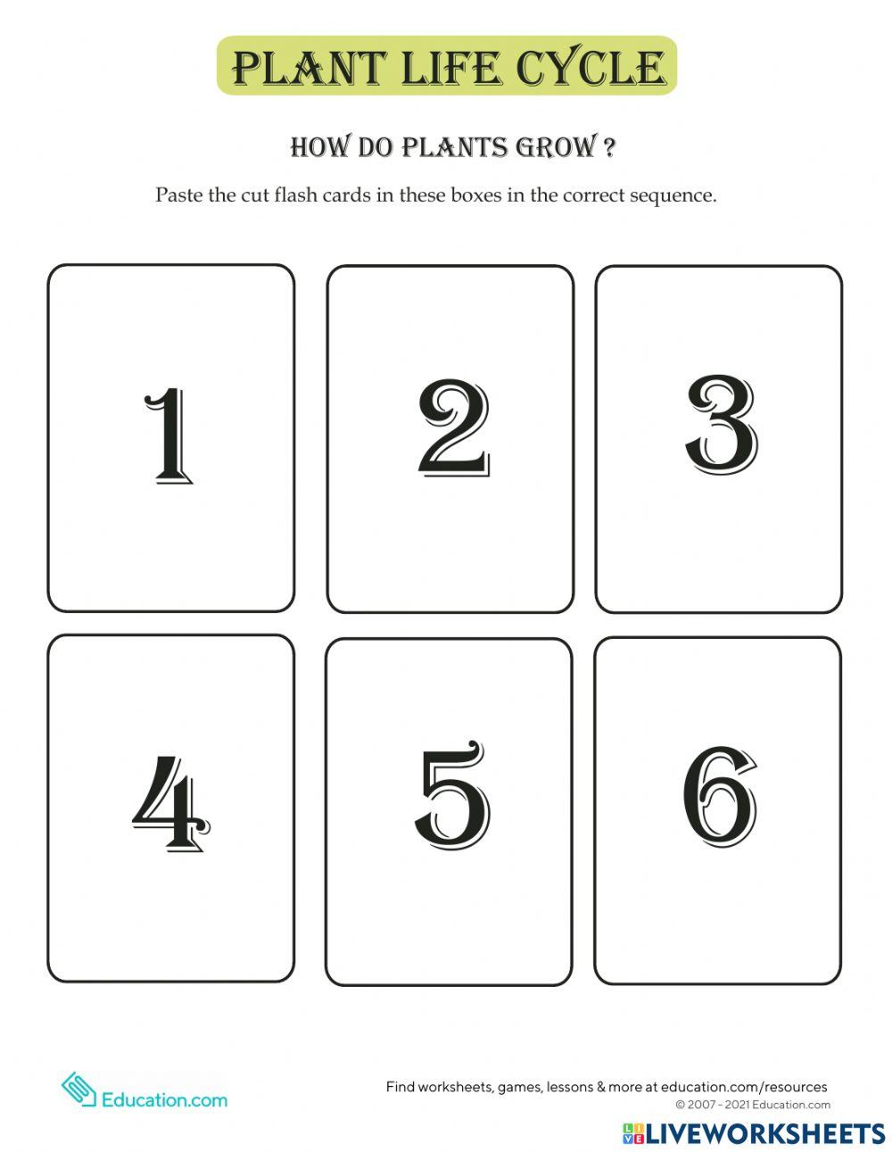 How plants grow 4988938 Majiyda Sylvester