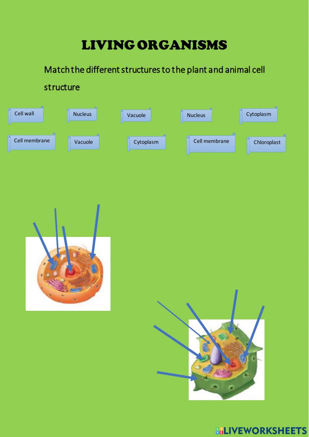 The five kingdoms of living things