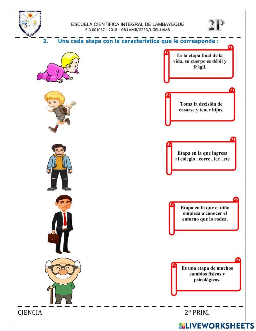 Etapas del desarrollo humano