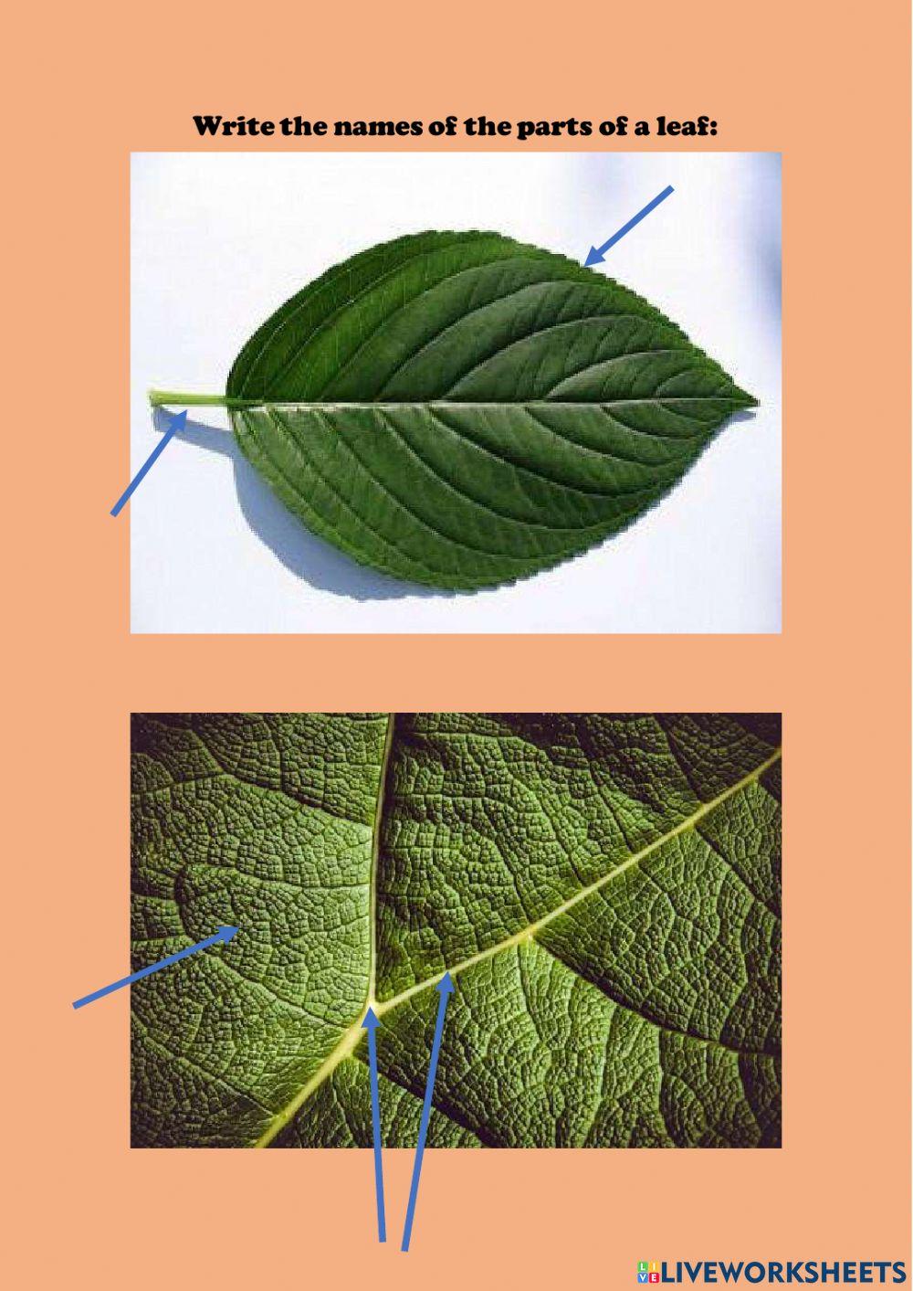 The parts of a plant